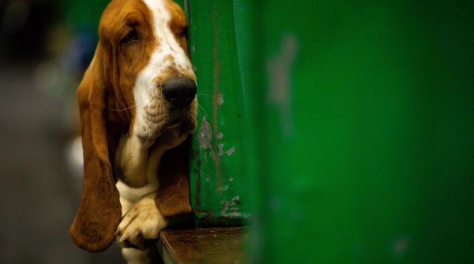 curata urechi catel murdarie boli infectii