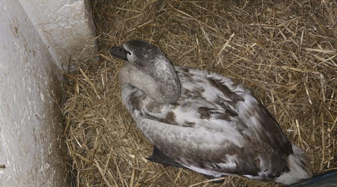 lebada jandarmi ingrijiri medicale