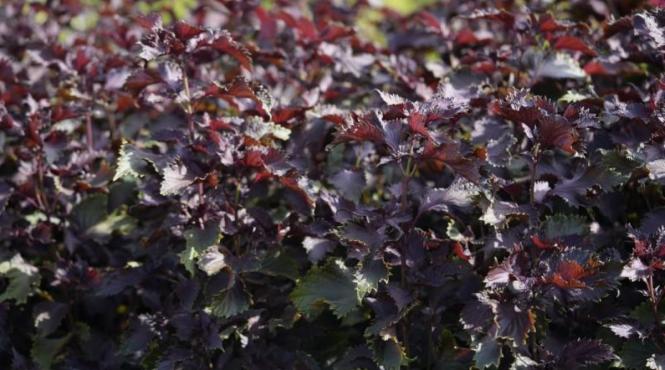 urzica miraculoasa omologata romania beneficii sanatate