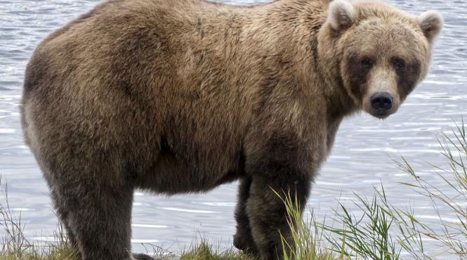 urs grizzly ucis masina