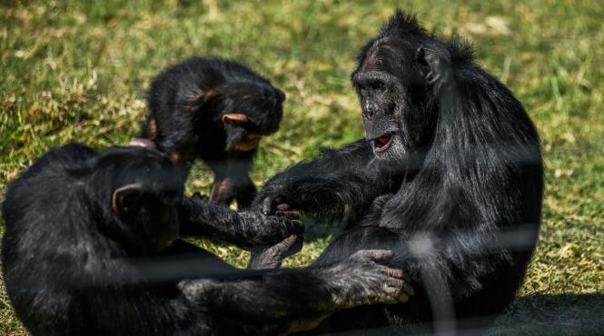 consum alcool lumea animalelor