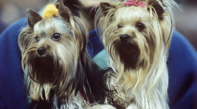 atentie hoti caini 10 rase predispuse furt