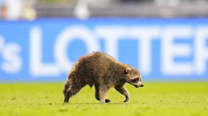 fabricant carnati ratoni germania