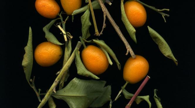 kumquat cum se consuma fruct exotic considerat super aliment