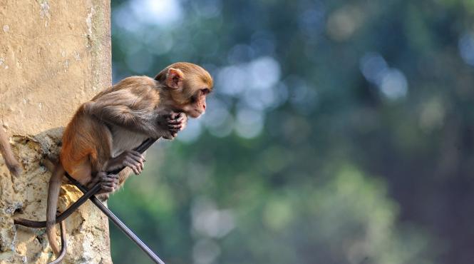 invazie maimute oras american