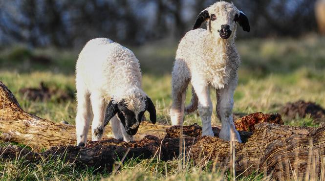 parlament initiativa agricultura