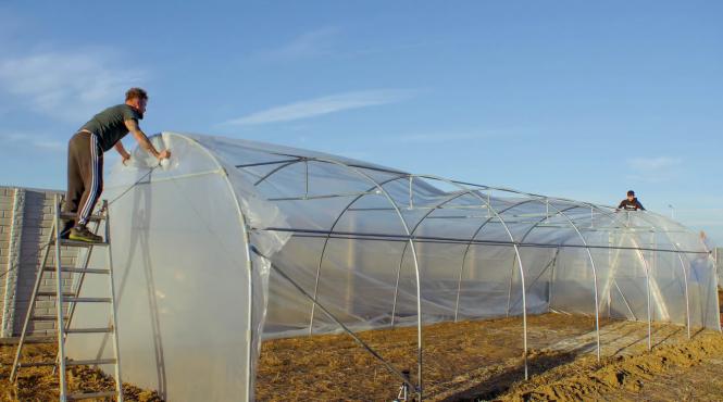 sera diaspora solar producatori legume