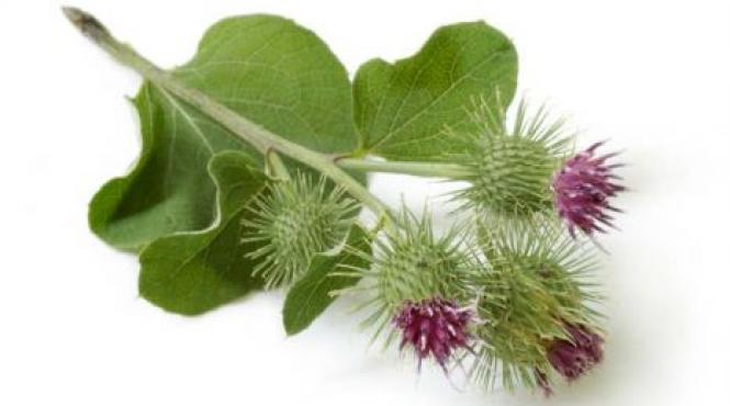 brusturele planta vindecatoare impotriva inflamatii probleme digestive