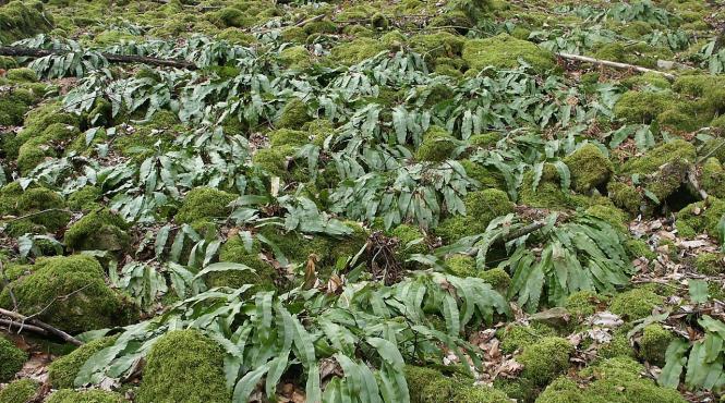 planta limba cerbului bijuterie verde beneficii medicinale uimitoare alunga energii negative