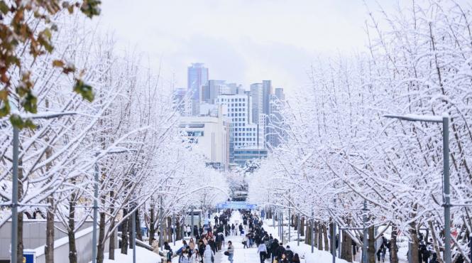 ninsori abundente coreea sud oameni murit zboruri anulate