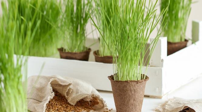 simbol viata grau germeni istorie traditie sacra poporului roman