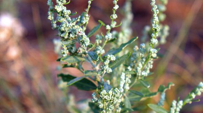 talpa gastei ceai pentru palpitatii si anxietate