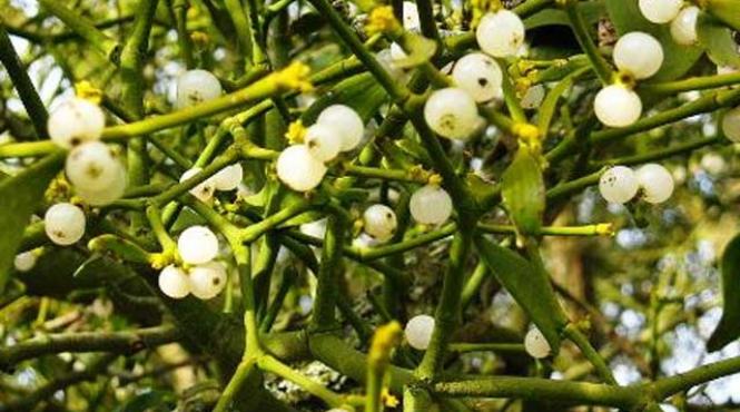 6 plante sarbatori periculoase caini