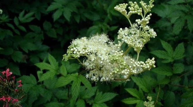 beneficiile flori soc sanatate