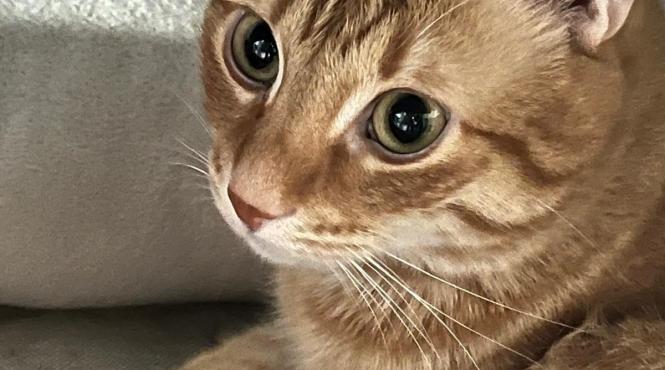 secretul pisicilor portocalii descoperit 60 ani cautari