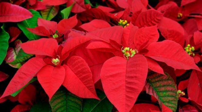 craciunita floare sarbatori