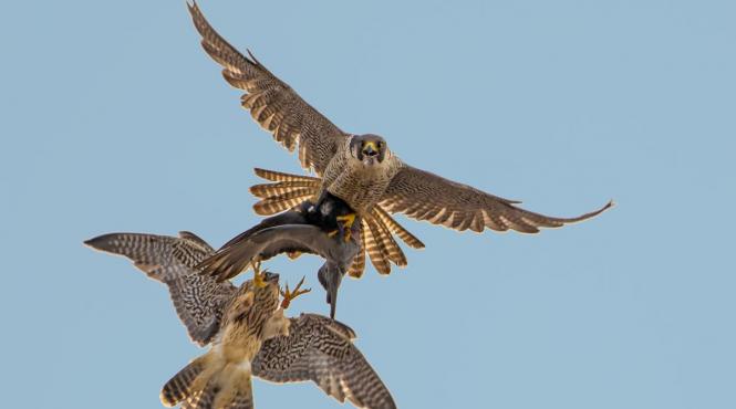 cea mai rapida fiinta pamant atinge viteza uimitoare