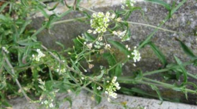 traista ciobanului planta miraculoasa opreste sangerari regleaza menstruatia