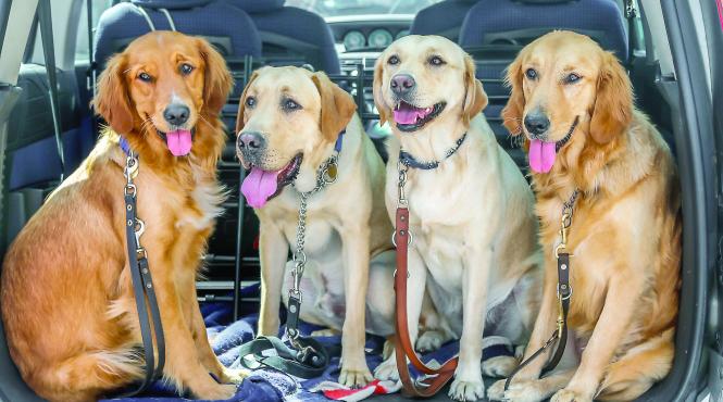 10 rase caini cele mai puternice legaturi stapanii lor