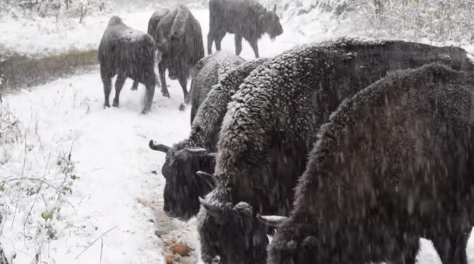 zimbri mareti alearga zapada paduri romania neamt