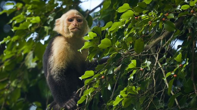 arenal simbol natura salbatica costa rica