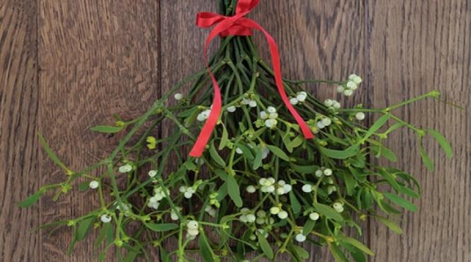 craciunita vasc ilexul pericol otrava animale companie