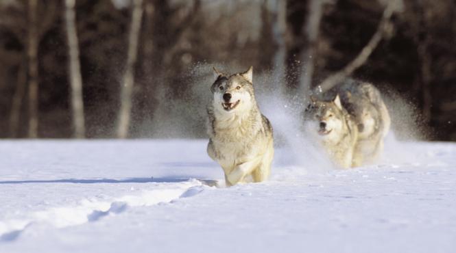 geru bobotezei vine mai devreme 2025 prognoza meteo inceput an