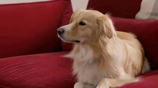 focuri artificii caini pisici teroare 10 sfaturi protectie