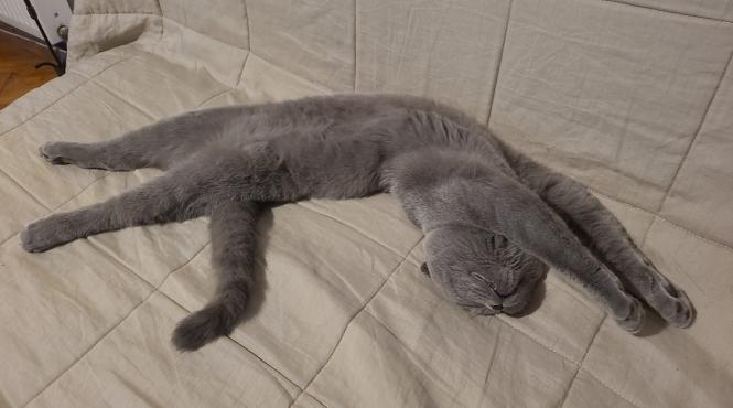 feline medicament dormit pisica pat