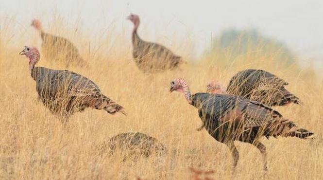 de ce nu se gasesc magazine oua curca