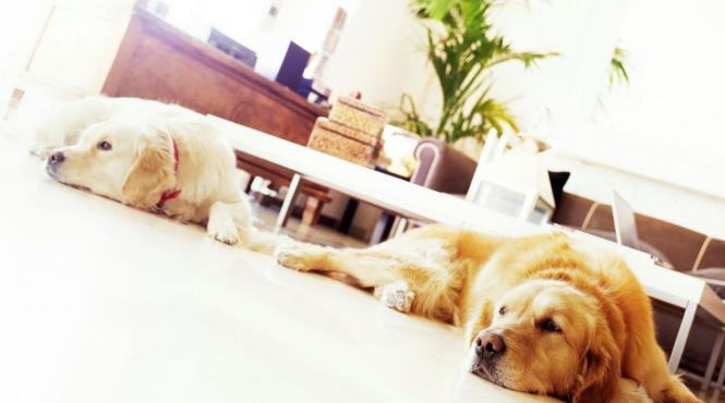 anxietate separare caini cum manifesta