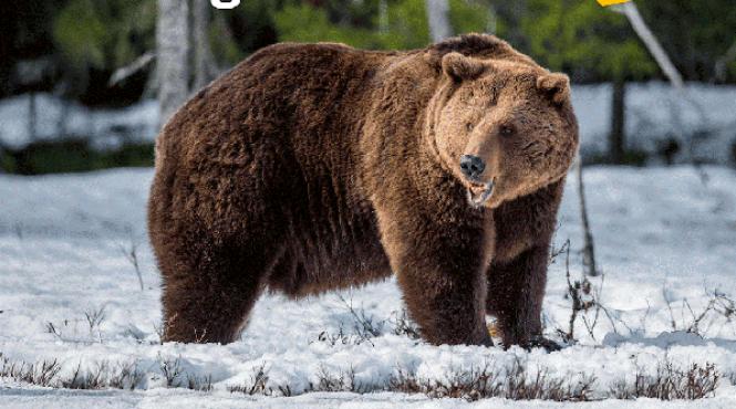 atelierul pentru copii povesti din barlogul ursului la muzeul antipa