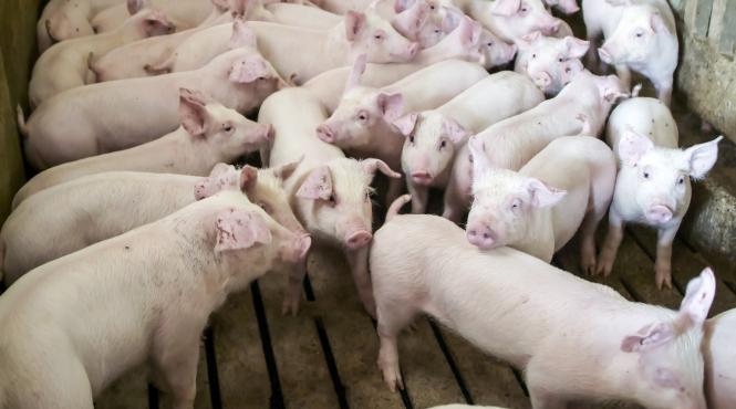 sector zootehnic virusuri pesta porcina africana