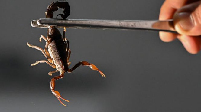 scorpion rar pulverizeaza venin descoperit america sud