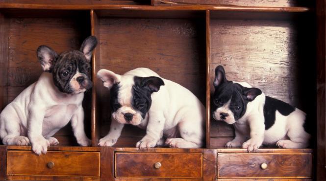 10 rase caini diificili veterinarii evita