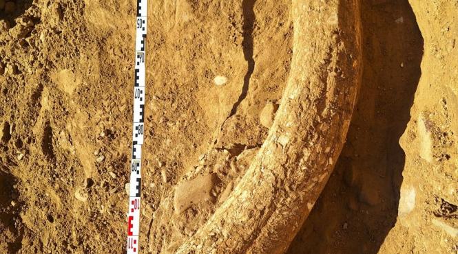 incisiv 1 2 metri mamut lanos contemporan primii oameni moderni descoperit ravena sapoca