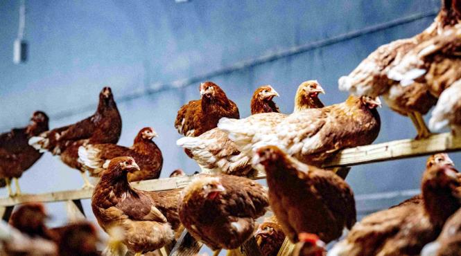 avertisment ue mutatii virus gripa aviara oameni