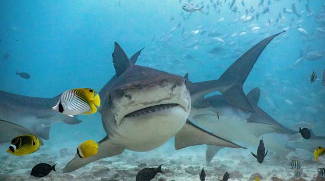 ucisa rechin atac neasteptat