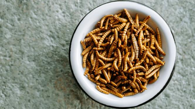 magazine ue pudra viermi faina