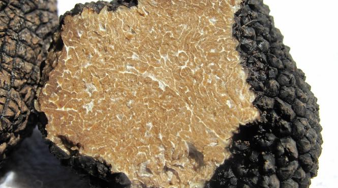 mafia trufelor amenzi uriase 18 tone recoltate ilegal hunedoara