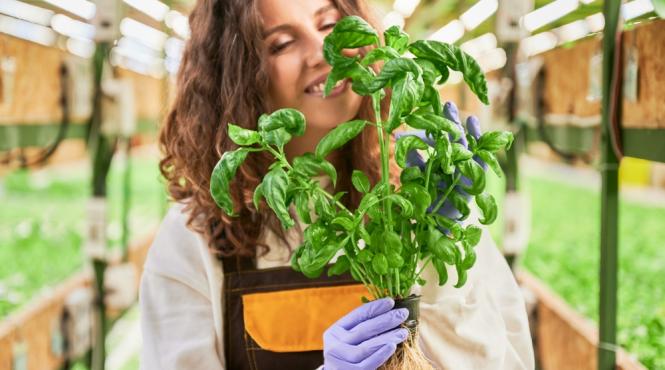 5 plante de interior care aduc norocul in casa ta