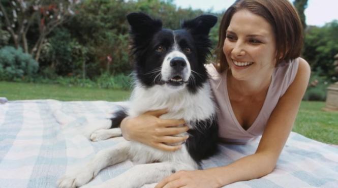 dreseaza singur cainele acasa ghid incepatori