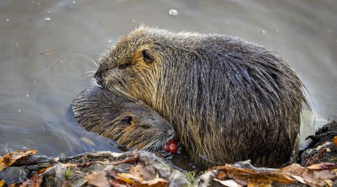 uimitoarea munca familie castori economisit peste un milion euro bugetul cehiei
