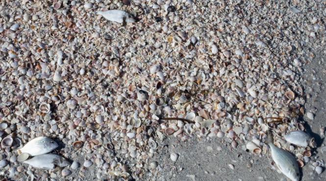 plaje florida ameninate alge toxice activistii mediu cer declararea starii de urgenta