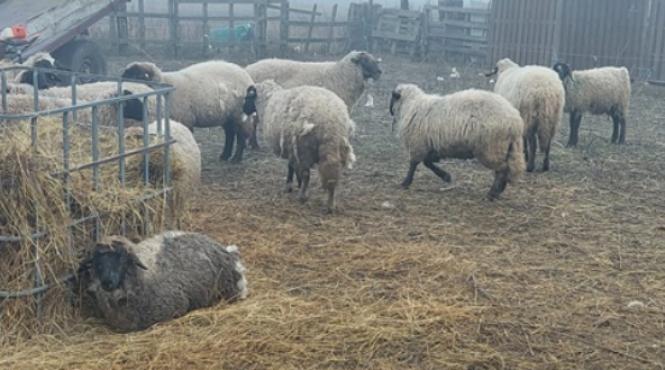 romania export ovine regatul arabiei saudite