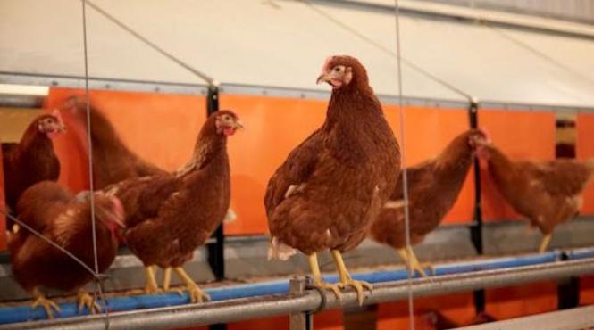 criza oua america turcia ajutor sua 15000 tone gripa aviara