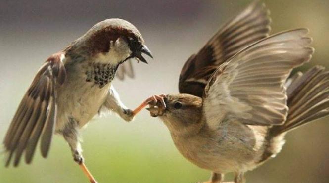 iubeste romaneste cele mai frumoase mesaje de dragobete 2025