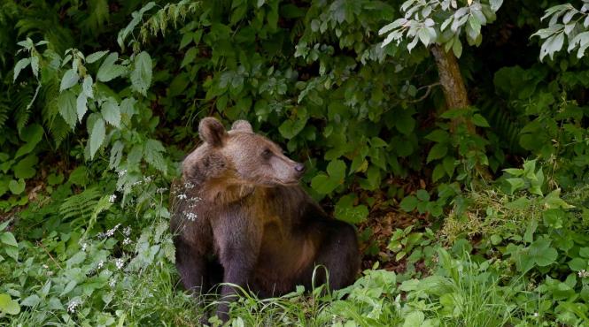 descoperire muntii carpati primele dovezi poluare europa