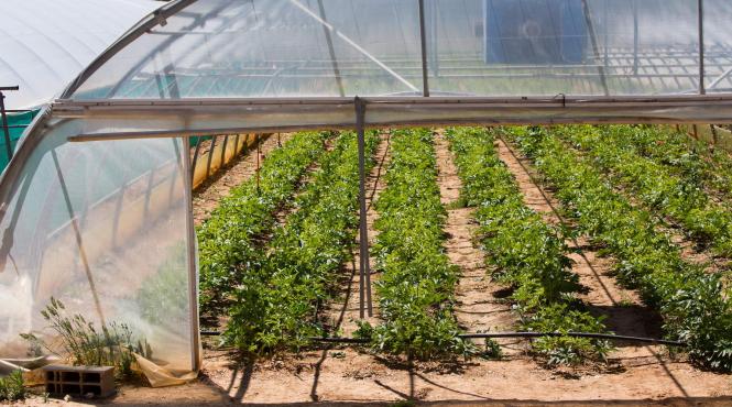 fermierii acces credite termen lung garantate 100 stat investitii capital lucru