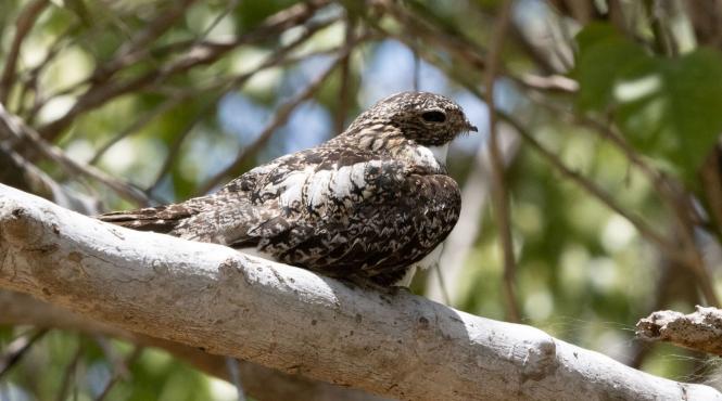 microplastice plamani pasari salbatice